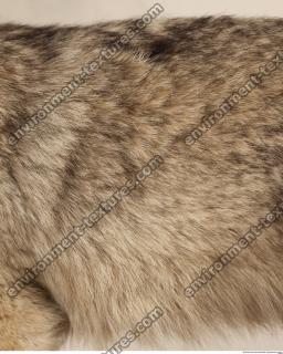 photo texture of fur 0013